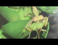 Green praying mantis eats grasshopper bug 