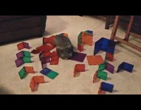 Pet rabbit push down colorful magnetic tiles Part 1