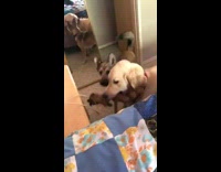 Brown dog jumps over labrador on bed