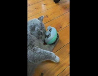 Gray Cat Holds Massager on its Head