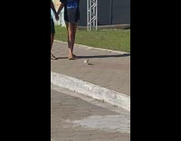 Small Puppy Runs Beside Chihuahua on Leash