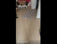 Dog wear shoes and teddy bear costume