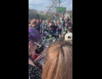 Groom pug waits for bride pug 
