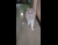 White cat different brown blue eyes heterochromia