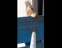 Squirrel eats a leftover grilled cheese sandwich