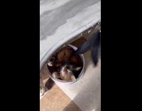 Cat in pot plays with toy feather