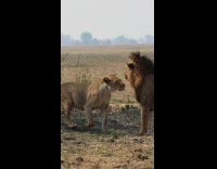 Collab PubityPets - Lioness defends herself from the lion in slow motion
