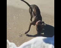 black dog running towards waves at the beach 