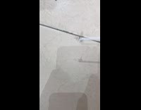 Bee crawls without half of its body 