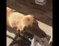Golden retriever helps carry groceries 