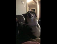 dog howling at the same time owner is 