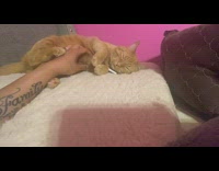 Cat loves belly rub from her human 