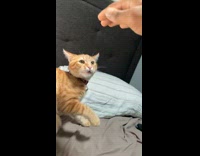 Guy tells cat to calm down fighting his hand