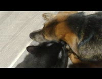 Black cat lick clean face of dog