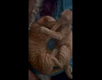 Two orange cat fights on the bed