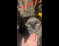 Cat asked for paw bites owners hand 