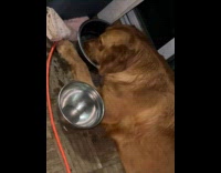 Dog drinking water while sitting down