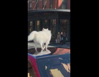 White pomeranian dog on red car roof