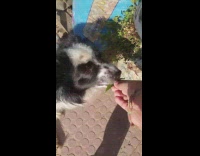 Guy feeds dog green plant leaf backyard 