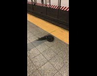 Black wig with hair clip on ground 