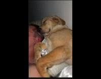 Woman shows how fast her puppy grows up