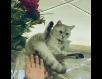 Grey cat sits with legs open 