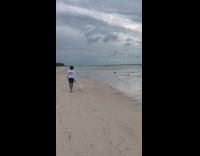 Ocean shore receded after hurricane windy dog
