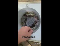 Dramatic guy takes turtle out of pool filter 