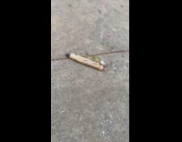 Fake brown reindeer decoration leg on sidewalk 
