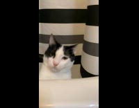 Black white kitten plays in the tub