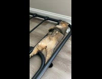 Cat lays on back on bed frame