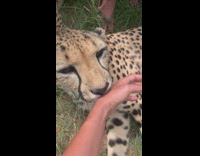 Girl lets leopard laying down lick hand 