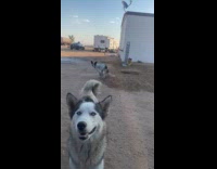 Dog whines at man inside the car