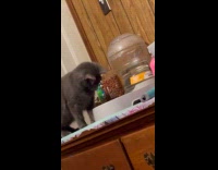 Cat use paw to drink from water dispenser