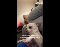 Dog bites person petting her 