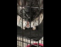 Grey white chinchilla black cage pink toy