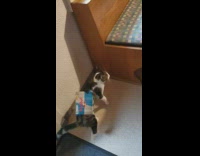 Pet cat removes the carton on it beside the chair