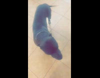 Collab BitchMP - Black dog pretends to play dead