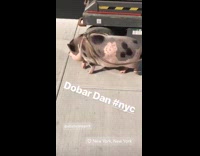 Serbian pig on leash walks around city