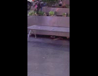 Rats crawls and scatters on times square 