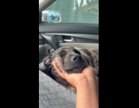 Dog passed out from tiredness from day care