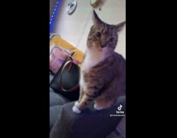 Collab BitchMP - Cat caught going through bag 