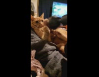 Pet cat puts paws on the massager that vibrates