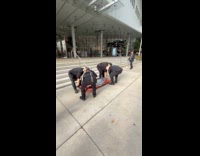 Men transporting huge tuna on stretcher 