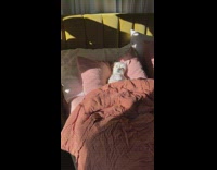 Collab KaleSaladIG - Dog lays in bed on back and sleeps