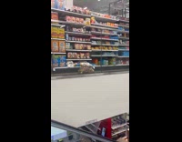 Collab WINY - Large tortoise crawl inside target store second floor