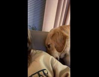 Collab Clips MPUGC - Dog apologizing to mom after throwing tantrums
