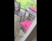 Random horses in guys backyard