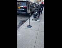 Woman pushes goose in stroller 