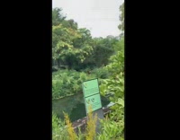 Lion roars loudly at the man made forest zoo